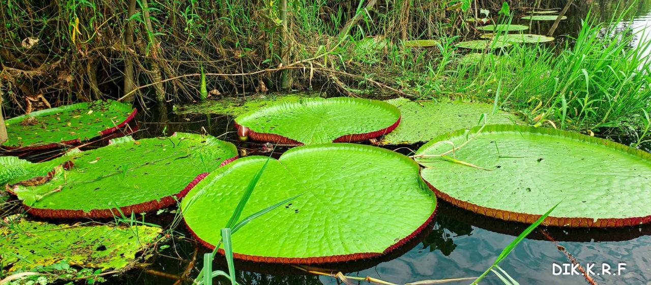 Pacaya Samiria Amazon Lodge Nauta Εξωτερικό φωτογραφία